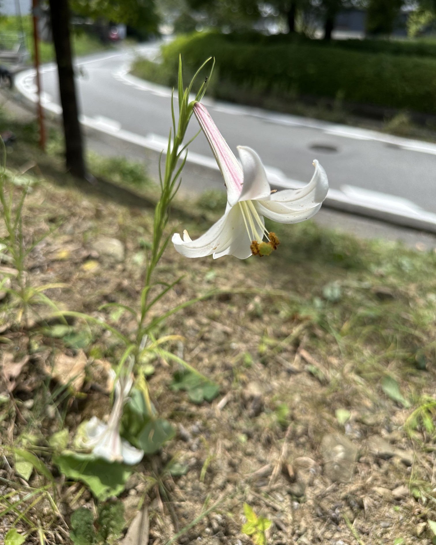 エコハウス草刈